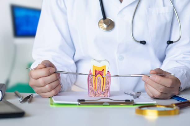 Best Emergency Root Canal Therapy in St Leo, FL